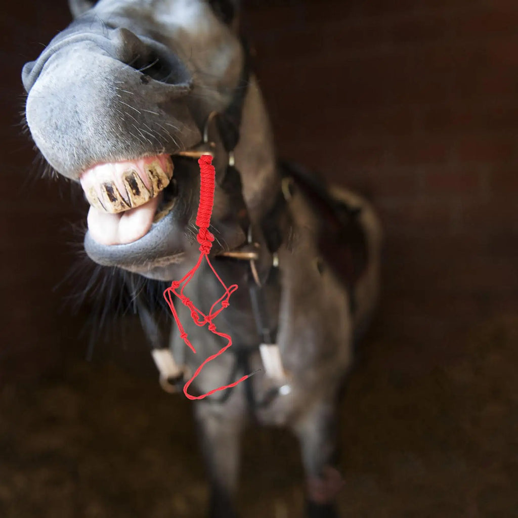 Durable Horse Halter Random Color Ropes Breakaway Headcollars Bridles Equestrian Equipment Lightweight Storage for Training