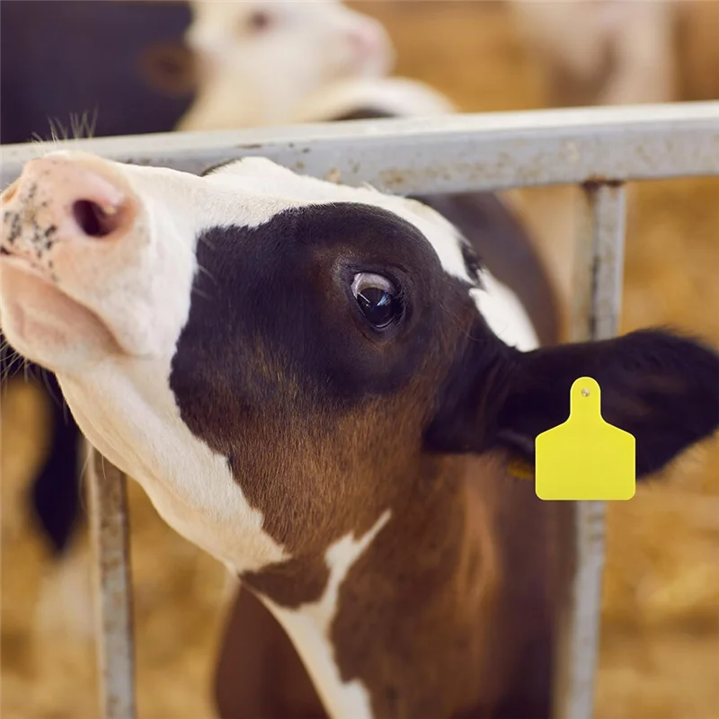 ABGE-100 Pieces Blank Cow Ear Tags Large Plastic Livestock Ear Tags For Cow Horse Dog Pig Goat Sheep Farm Management