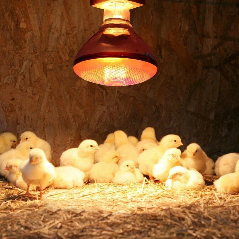 250W Poultry Infrared Heat Lamp Waterproof Anti-Explosion Thickened Light Bulbs For Piglet Chicken Duck Birds E27 Heating Lamp